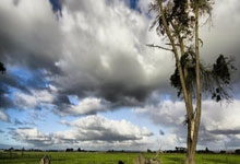 卡姿兰云端秒抢红包-ipad在线模式【支持苹果安卓通用】